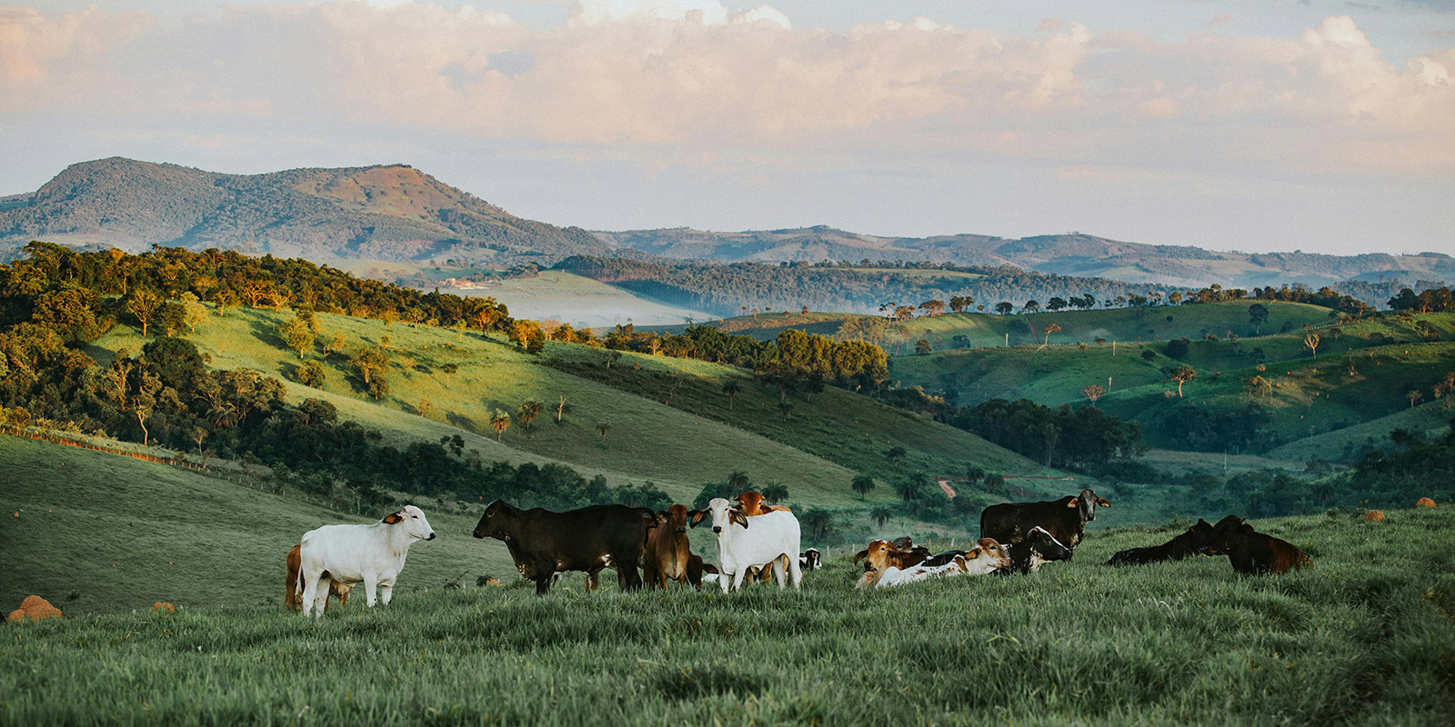 Pesticide impact on wildlife and aquatic ecosystems